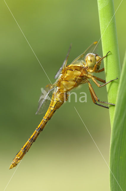 Keeled Skimmer (Orthetrum coerulescens)
