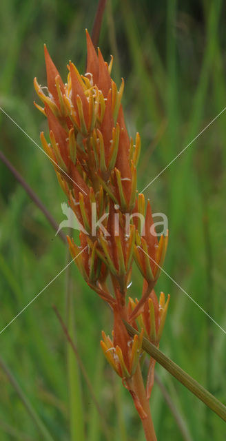 Bog Asphodel (Narthecium ossifragum)