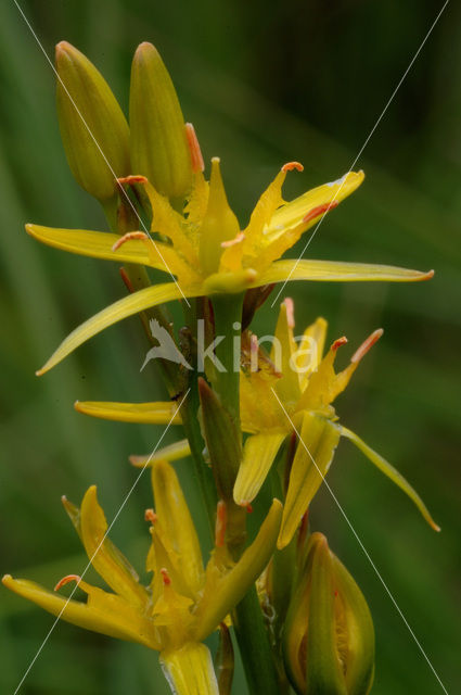 Bog Asphodel (Narthecium ossifragum)