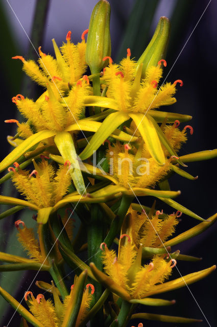 Bog Asphodel (Narthecium ossifragum)