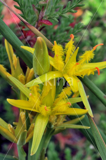 Beenbreek (Narthecium ossifragum)