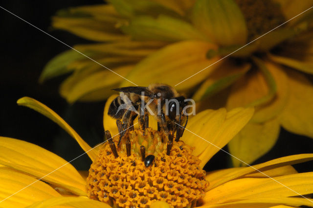 leaf-cutter bee (Megachile spec)