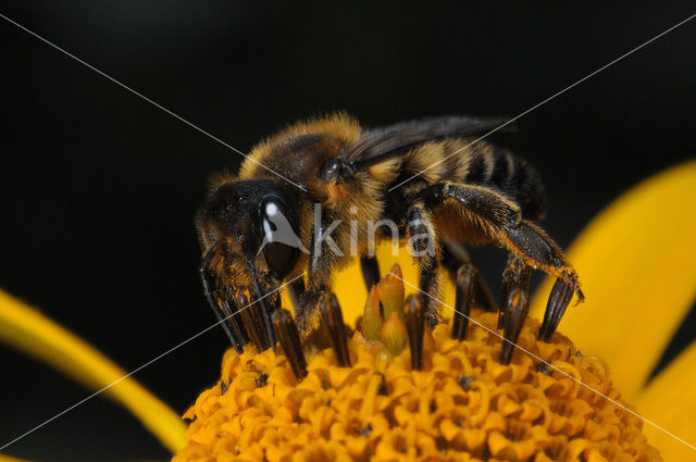 leaf-cutter bee (Megachile spec)