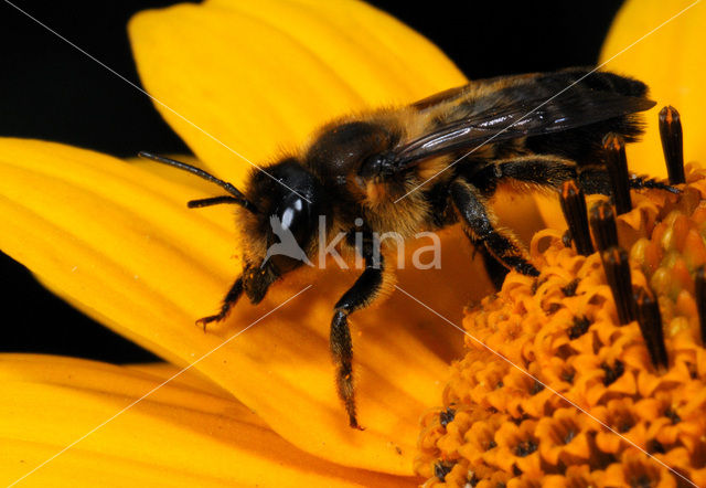 leaf-cutter bee (Megachile spec)