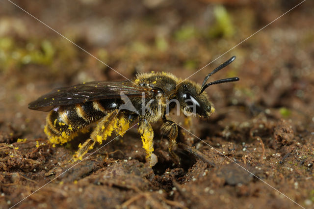 Lasioglossum albipes