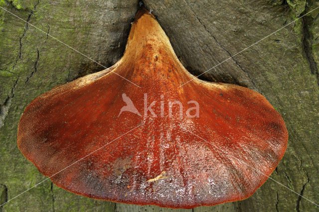 Biefstukzwam (Fistulina hepatica)