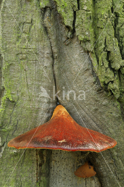 Biefstukzwam (Fistulina hepatica)