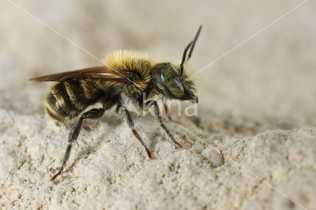 Blauwe metselbij (Osmia caerulescens)