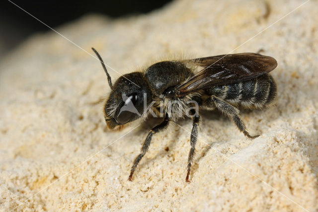 Osmia caerulescens