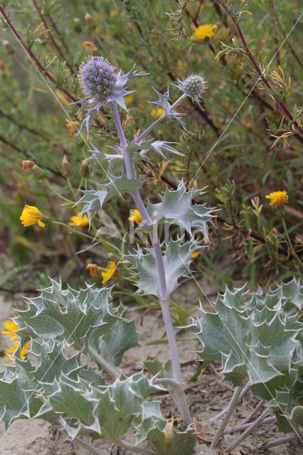 Sea-holly (Eryngium maritimum)