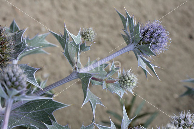 Blauwe zeedistel (Eryngium maritimum)