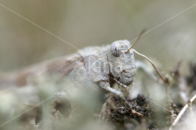 Blauwvleugelsprinkhaan (Oedipoda caerulescens)