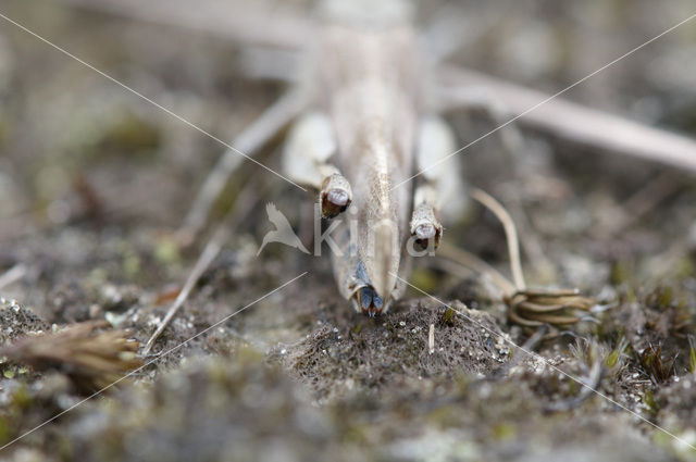 Blauwvleugelsprinkhaan (Oedipoda caerulescens)