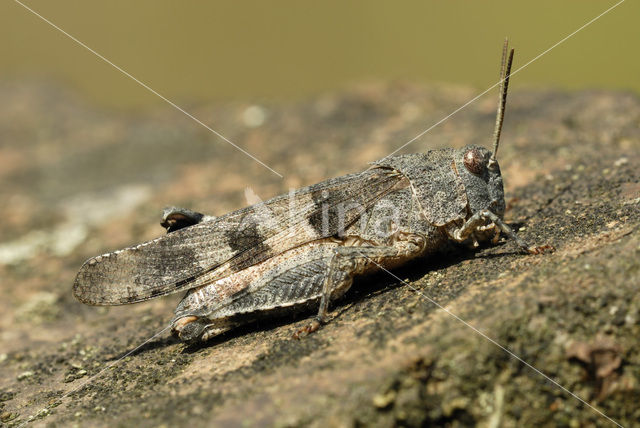 Blauwvleugelsprinkhaan (Oedipoda caerulescens)