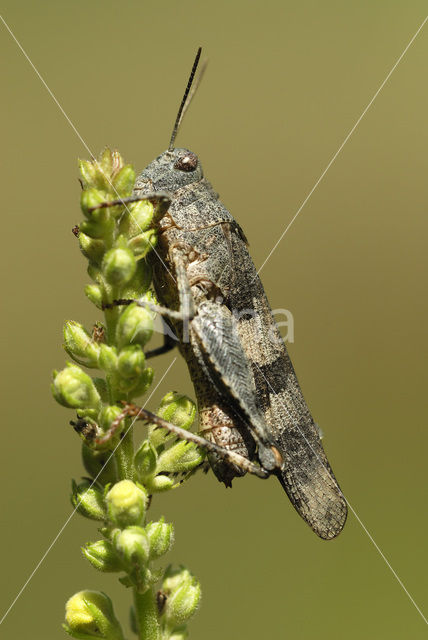 Blue-winged grasshopper (Oedipoda caerulescens)