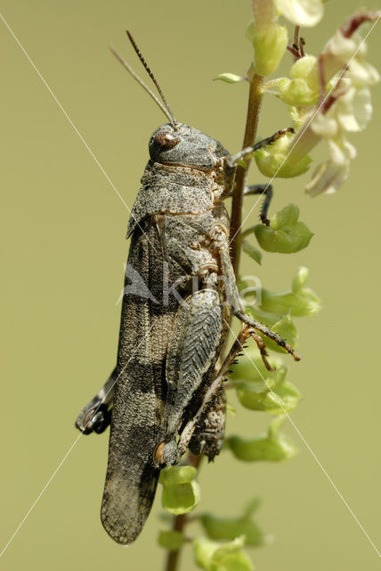 Blauwvleugelsprinkhaan (Oedipoda caerulescens)