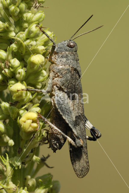 Blauwvleugelsprinkhaan (Oedipoda caerulescens)