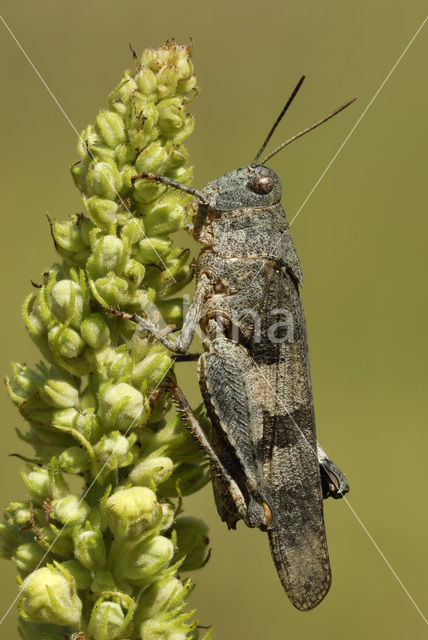 Blue-winged grasshopper (Oedipoda caerulescens)