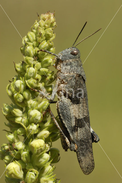 Blauwvleugelsprinkhaan (Oedipoda caerulescens)