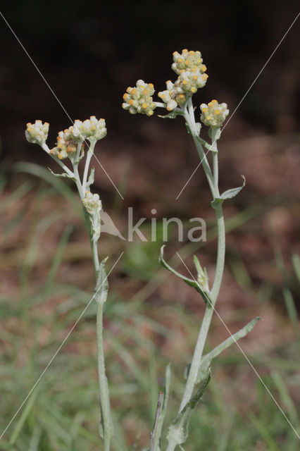 Bleekgele droogbloem (Gnaphalium luteo-album)
