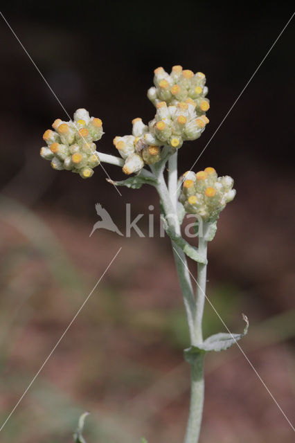Jersey Cudweed (Gnaphalium luteo-album)