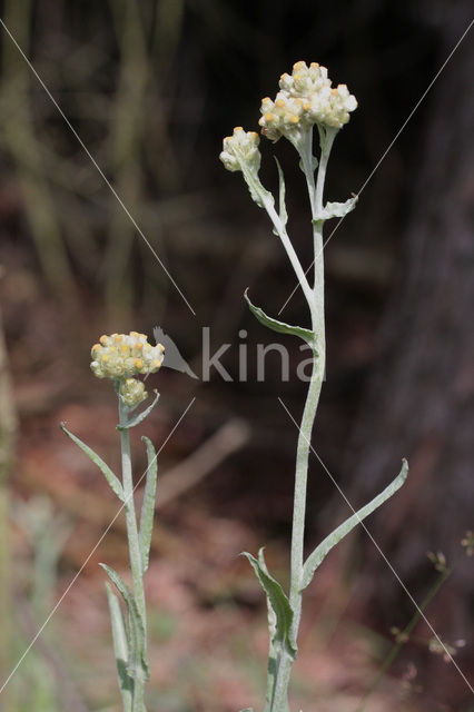 Bleekgele droogbloem (Gnaphalium luteo-album)