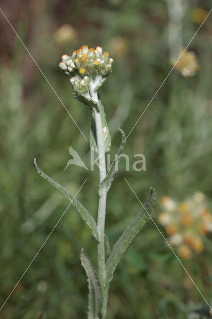 Jersey Cudweed (Gnaphalium luteo-album)