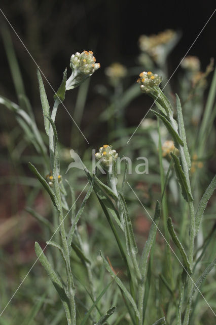 Bleekgele droogbloem (Gnaphalium luteo-album)