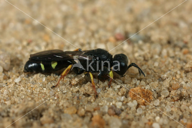 Bleke zeefwesp (Crabro scutellatus)