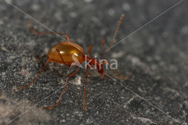 Blind cave beetle (Leptodirus hochenwartii)