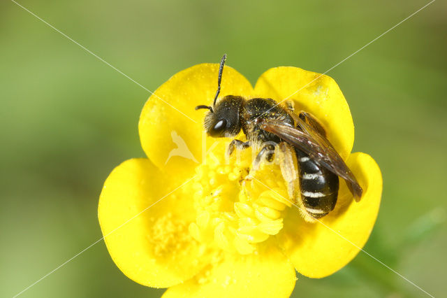 Blokhoofdgroefbij (Halictus maculatus)