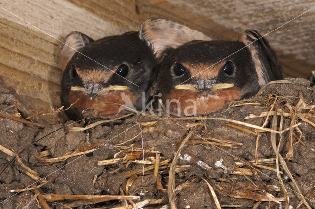 Boerenzwaluw (Hirundo rustica)