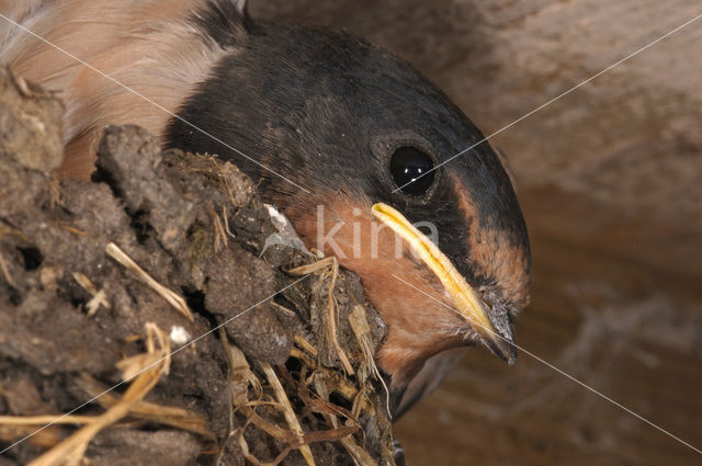 Barn Swallow (Hirundo rustica)