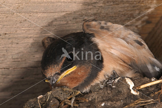 Barn Swallow (Hirundo rustica)