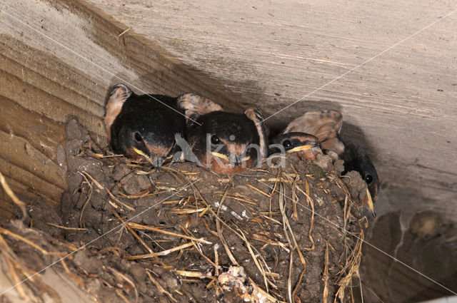 Barn Swallow (Hirundo rustica)