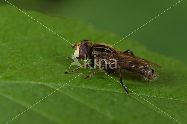 Hoverfly (Anasimyia interpuncta)