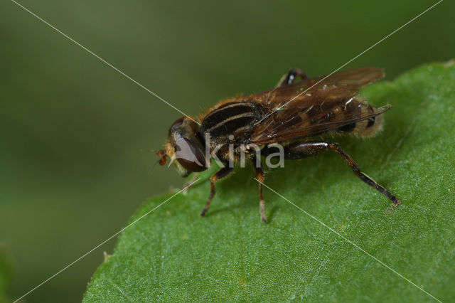 Hoverfly (Anasimyia interpuncta)