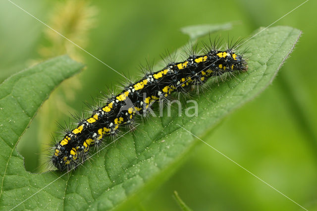 Scarlet Tiger (Callimorpha dominula)