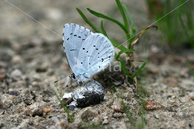 Boomblauwtje (Celastrina argiolus)