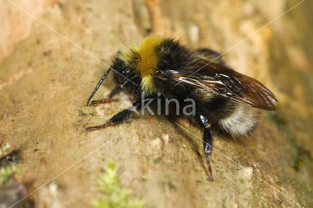 Cuckoo bumblebee (Bombus norvegicus)