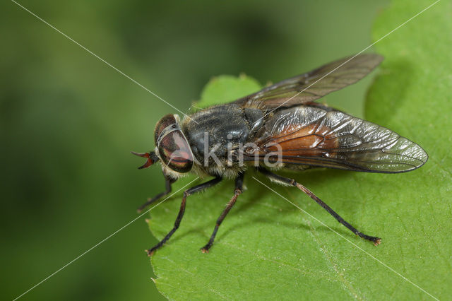 hairy-legged horsefly (Hybomitra bimaculata)