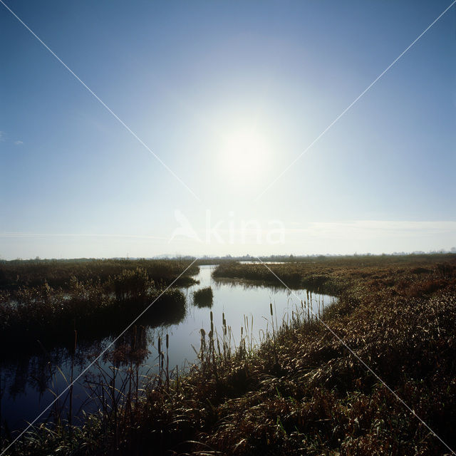 Brandemeer