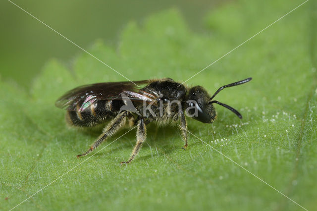 Breedkaakgroefbij (Lasioglossum laticeps)