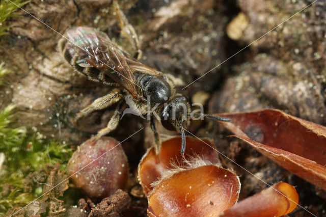 Breedkaakgroefbij (Lasioglossum laticeps)