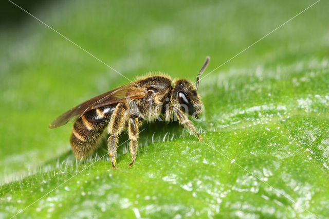 Breedkaakgroefbij (Lasioglossum laticeps)