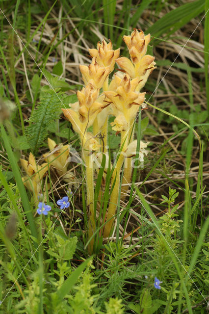 Bremraap (Orobanche spec)