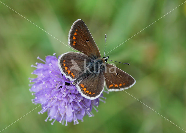 Bruin blauwtje (Aricia agestis)