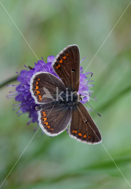 Bruin blauwtje (Aricia agestis)