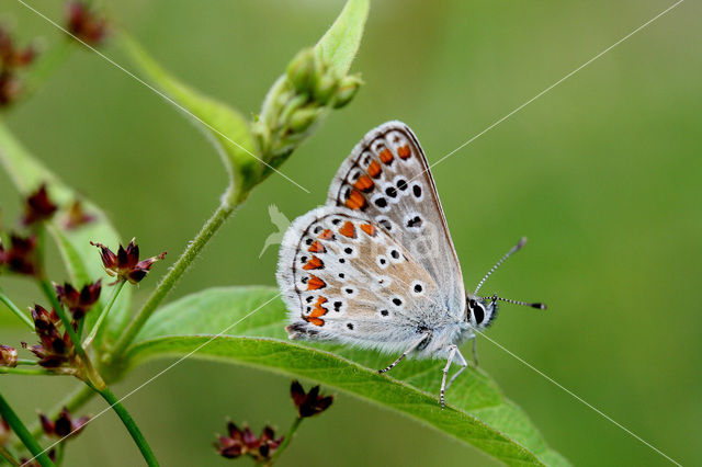 Bruin blauwtje (Aricia agestis)