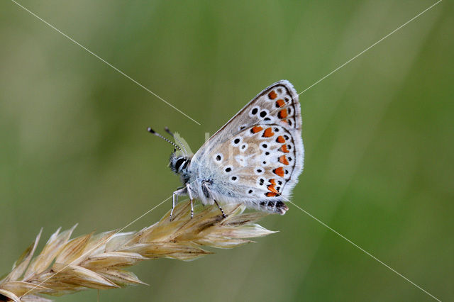 Brown Argus (Aricia agestis)